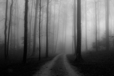 Tire track amidst trees in forest during foggy weather