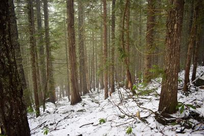 Trees in forest during winter