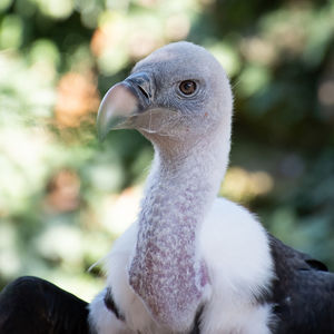 Close-up portrait of a bird