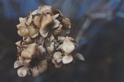 Close-up of wilted flowers