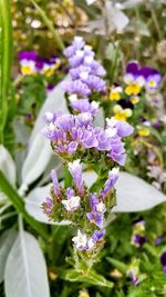 Close-up of purple flowers blooming