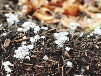 High angle view of white flowers on field