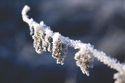 Close-up of snow