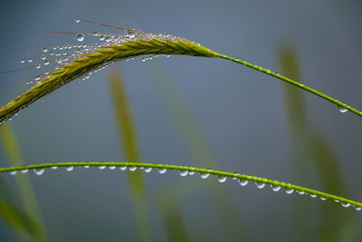Close-up of wet plant