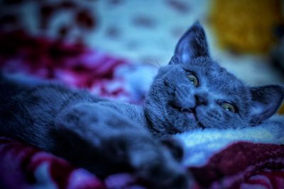 Close-up of cat resting on bed