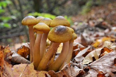 Close-up of mushrooms growing on field during autumn
