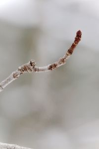 Close-up of snow on twig