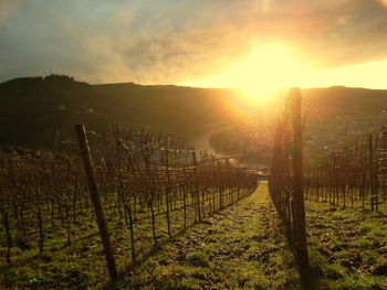 Scenic view of vineyard against sky during sunset