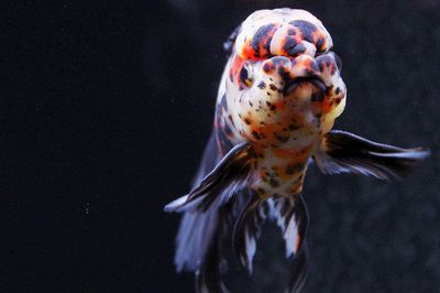 Close-up of fish underwater