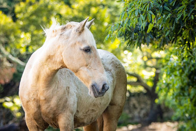 Horse photography, outdoors, happy animals on a field having fun.