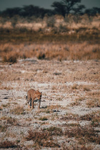 Leopard crawling through the savannah in etosha national park, namibia