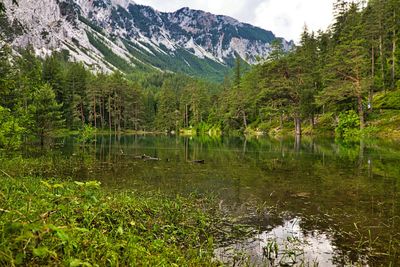 Scenic view of lake by trees on mountain