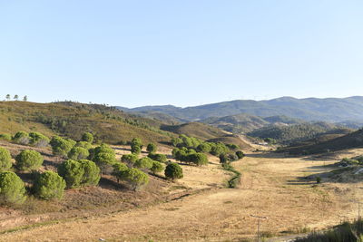 Scenic view of agricultural landscape against clear sky