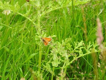Close-up of insect on flower in field