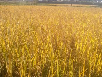 View of wheat field