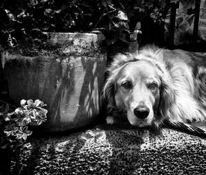 Close-up portrait of dog with flowers