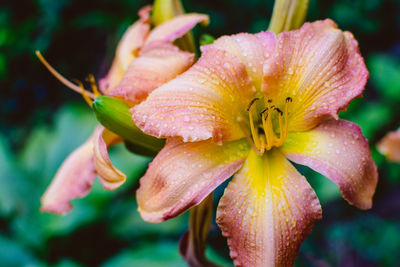 Close-up of wet flower