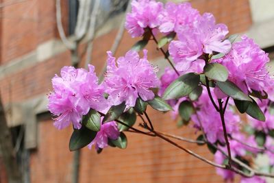 Close-up of pink flowers blooming outdoors