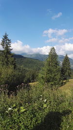 Trees and plants on mountains against sky