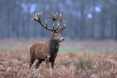 Deer standing on field