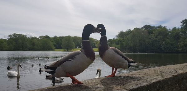 View of birds on lake against sky