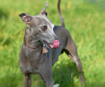 Dog looking away on field