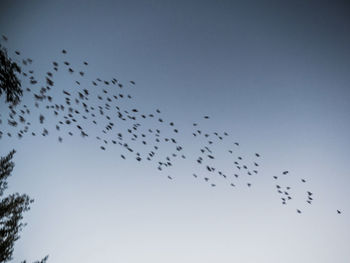 Low angle view of birds flying in sky