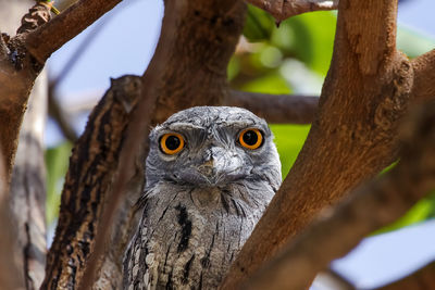 Close-up portrait of owl