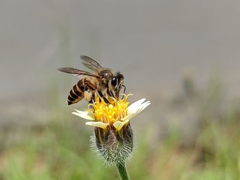 Close-up of insect on flower