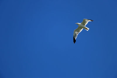 Flying seagul