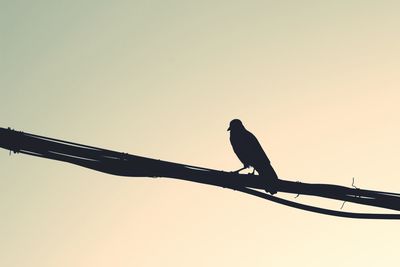 Low angle view of bird perching on silhouette pole against sky