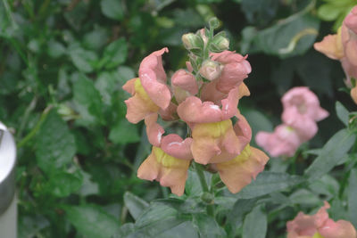 Close-up of pink flowers