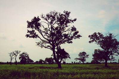 Tree in field against sky