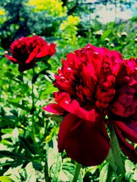 Close-up of red flowers