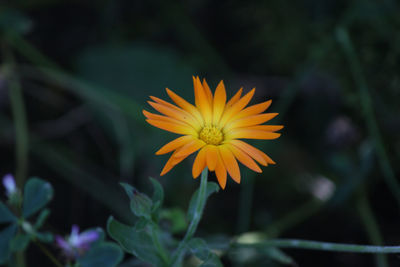 Close-up of yellow flower against blurred background