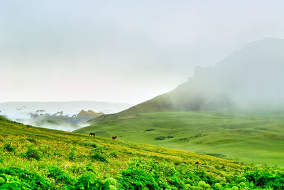 Scenic view of field against sky