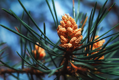 Close-up of flower plant