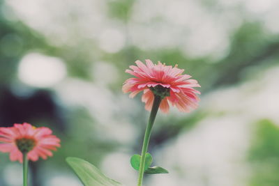 Close-up of pink flowering plant