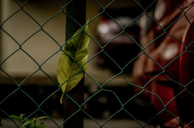 Close-up of bird perching in cage