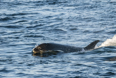 Close-up of turtle swimming in sea