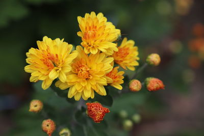 Close-up of yellow flowering plant