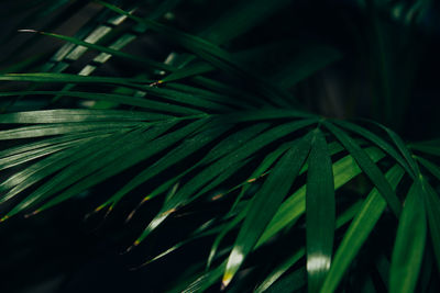 Close-up of green leaf