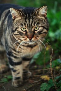 Close-up portrait of a cat