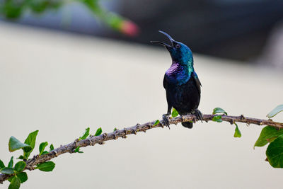 Close-up of bird perching on a branch