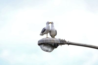 Low angle view of bird perching against clear sky