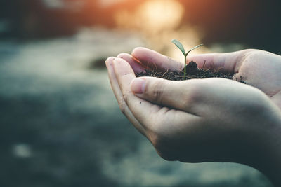 Close-up of hand holding leaf over sea