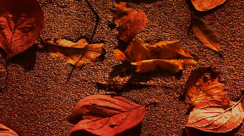 Close-up of autumn leaves