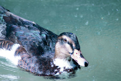 High angle view of duck swimming in lake