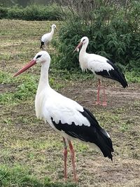 View of birds on field