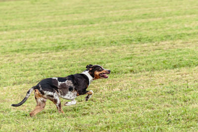 Catahoula leopard dog running in and chasing coursing lure on field